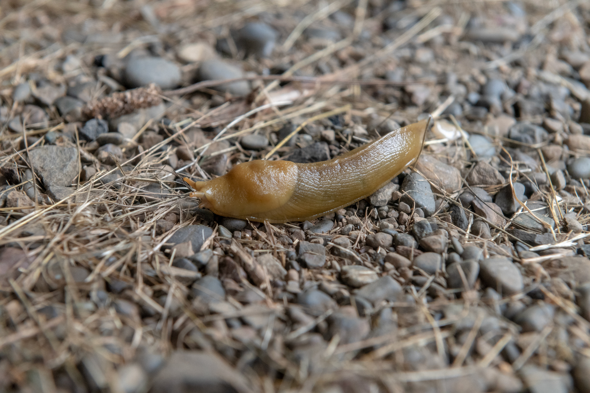 First Beach, cerca de La Push, WA