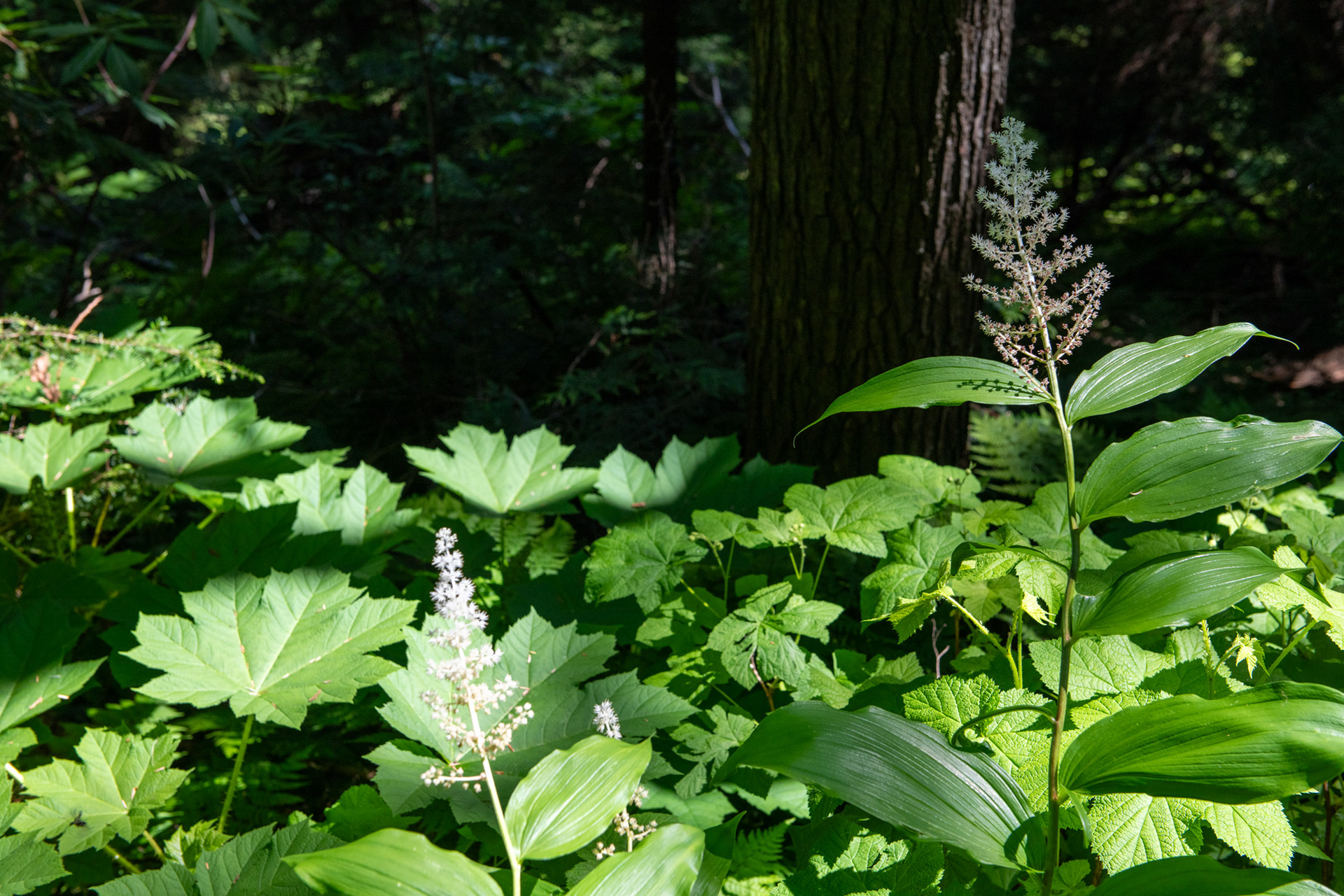 Hemlock Grove - bosque de Cedros