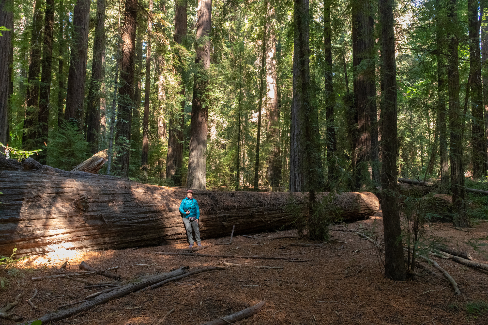  Humboldt Redwoods - Lane Grove - sequoias