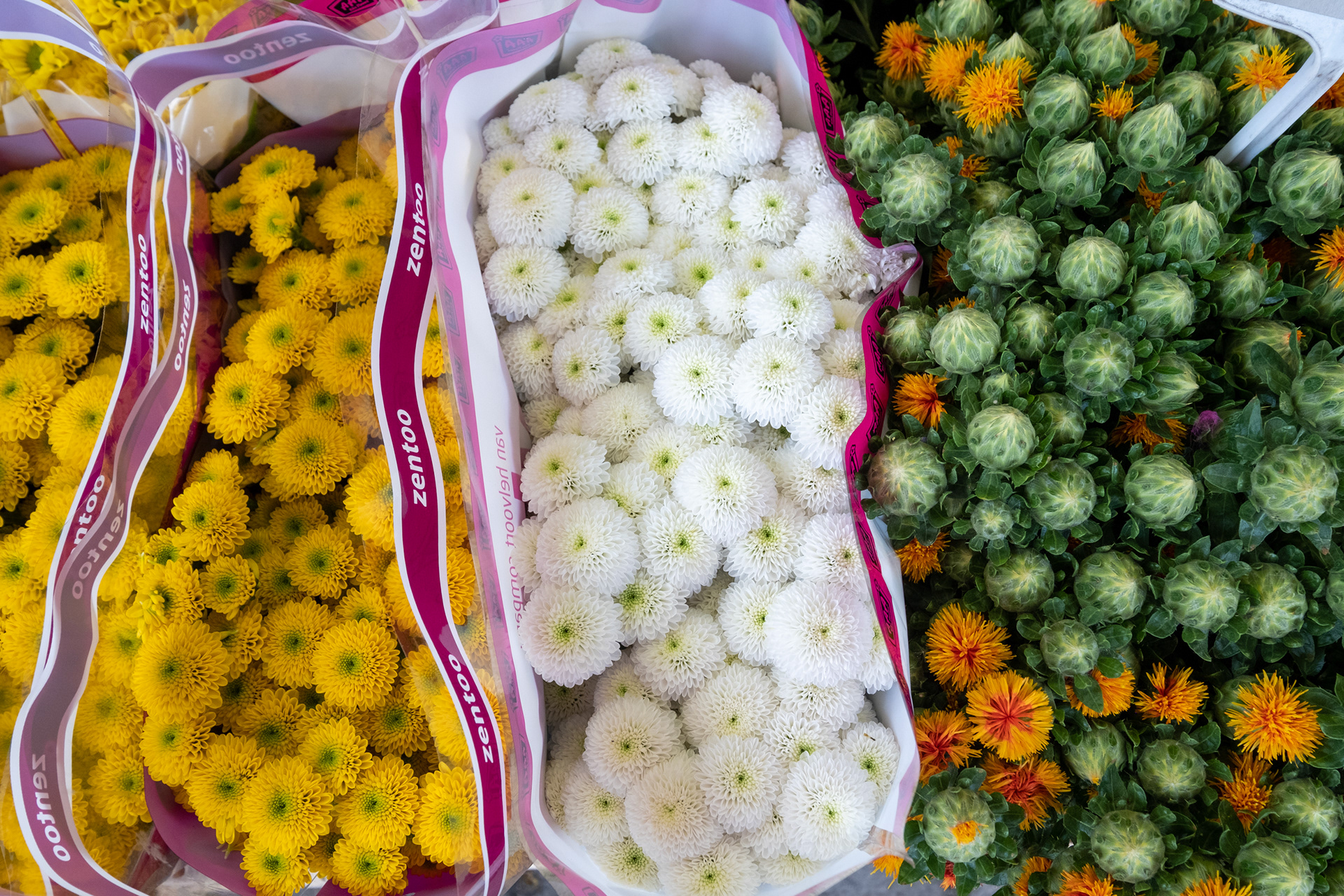 Plaza Kouter y mercado de flores (domingo)