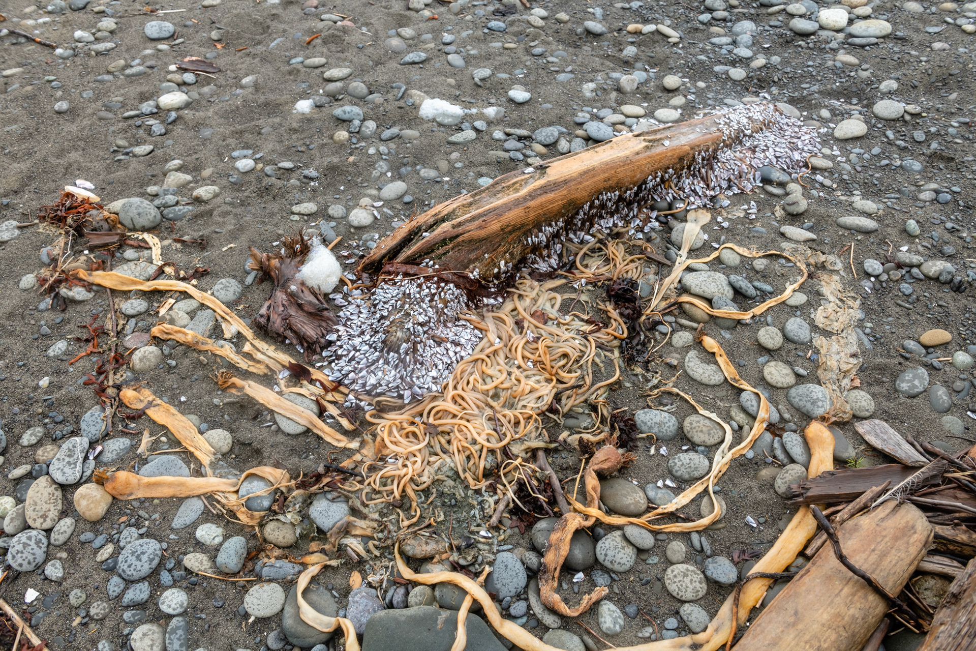 First Beach, cerca de La Push, WA