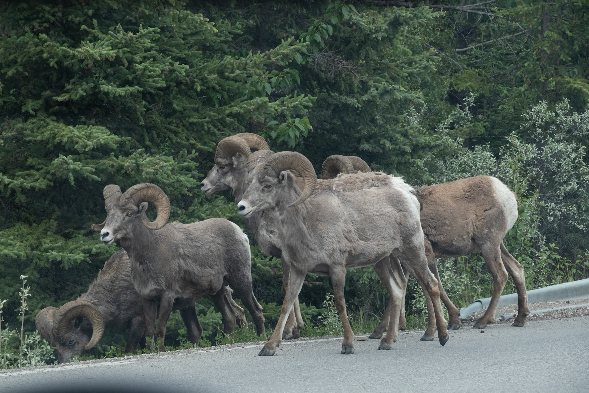 Big Horn Sheep - oveja de cuernos grandes