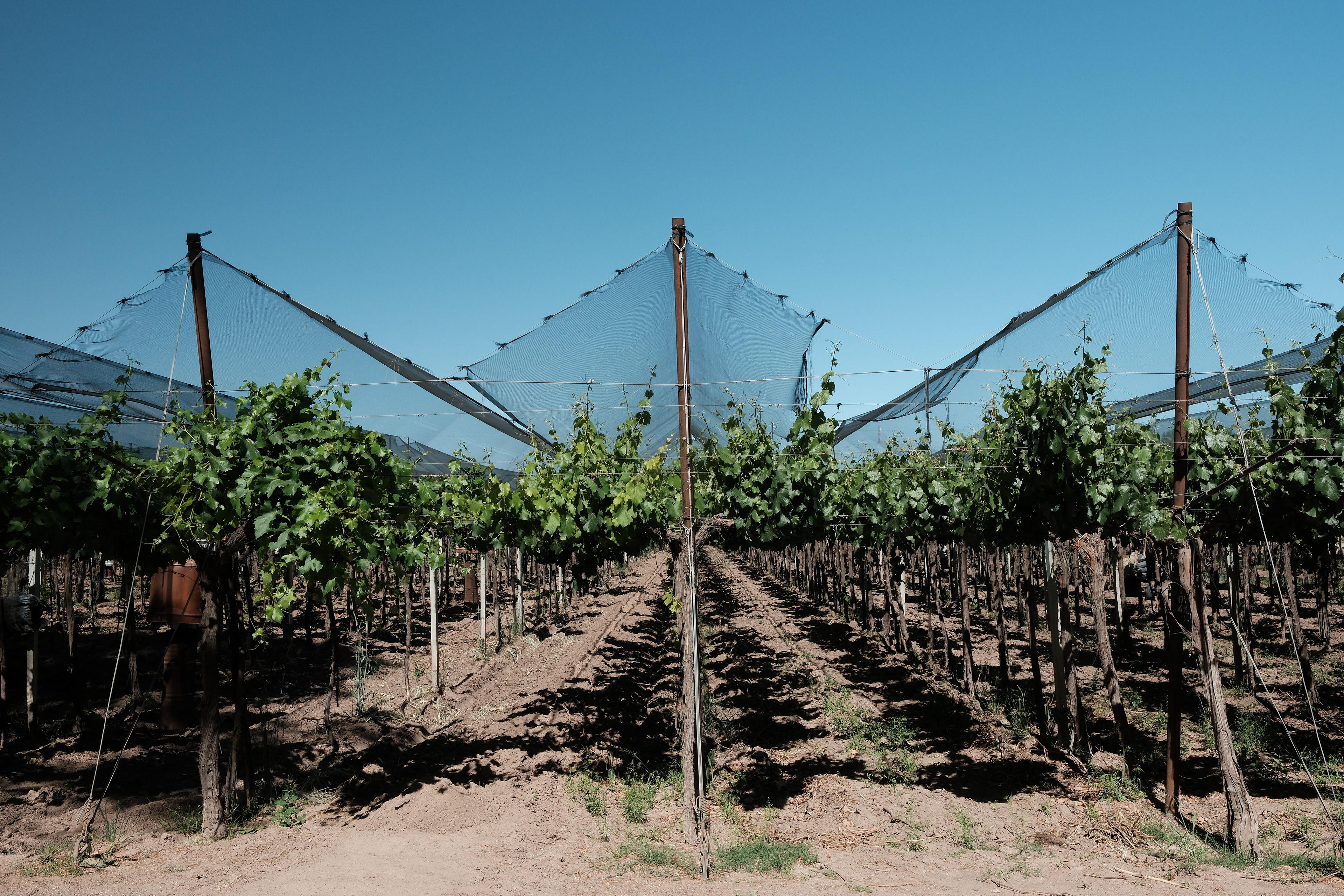 Bodega Santa Julia - viñedos