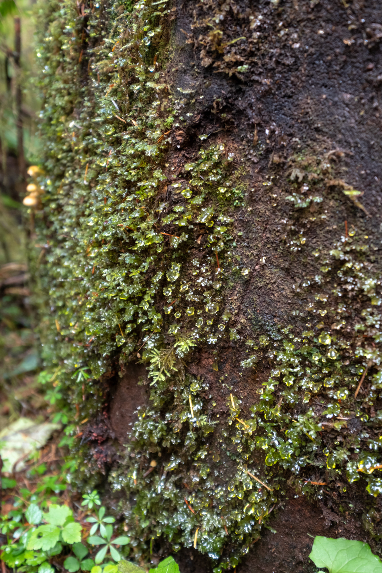 Trillo Rainforest Nature - Lago Quinault, WA