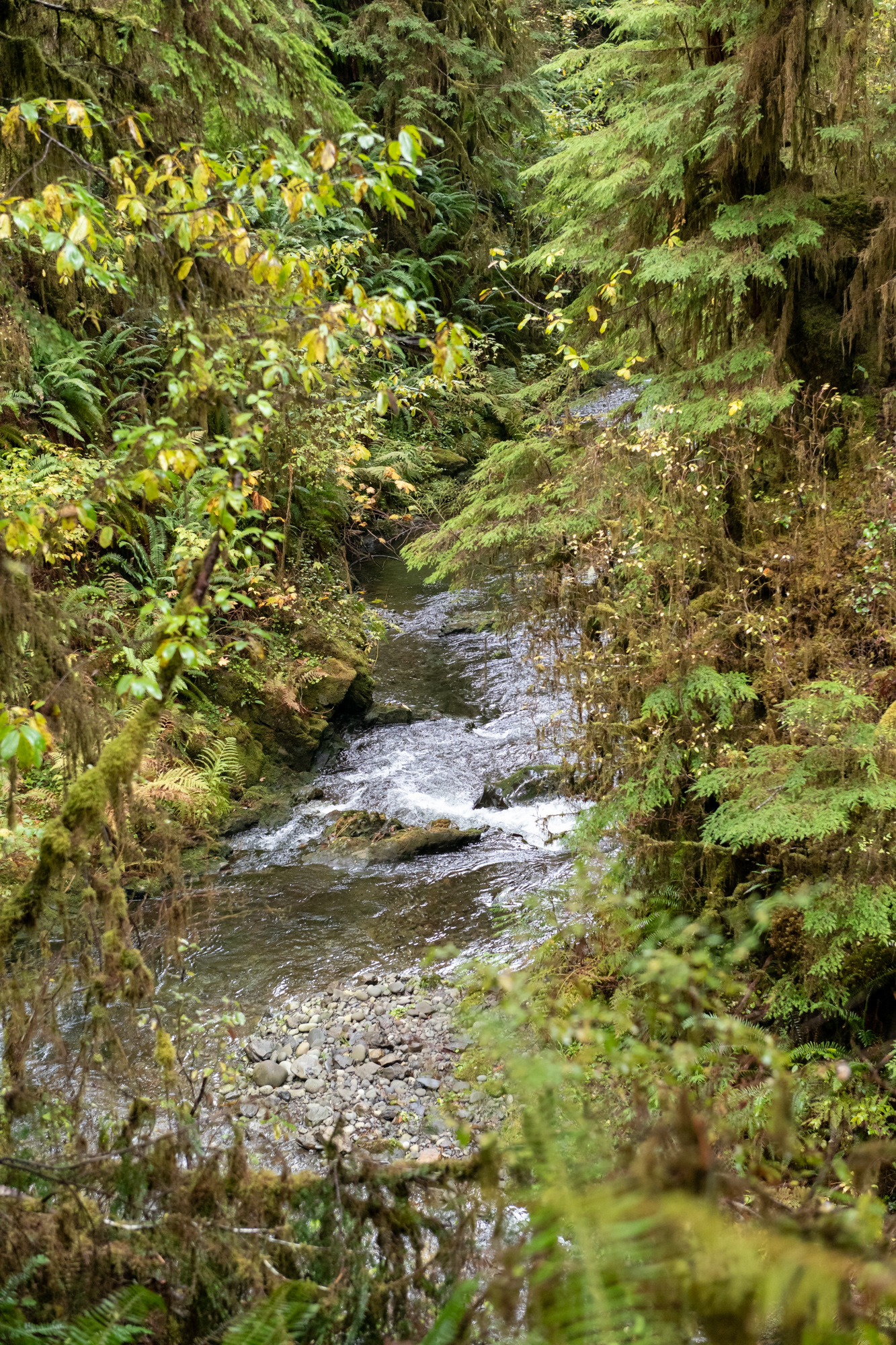 Willaby creek falls - Trillo Rainforest Nature - Lago Quinault, WA
