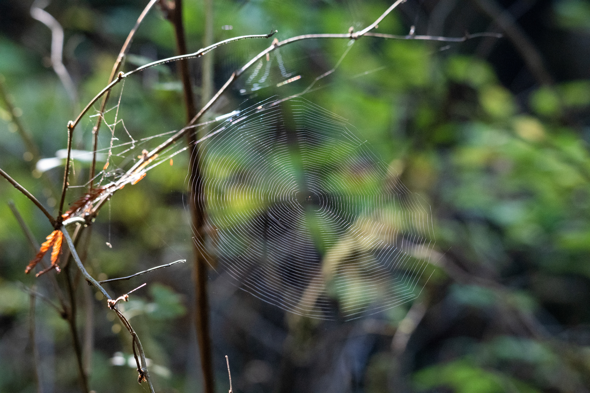 Hunnewell-Donald Memorial grove - trillo Big Tree