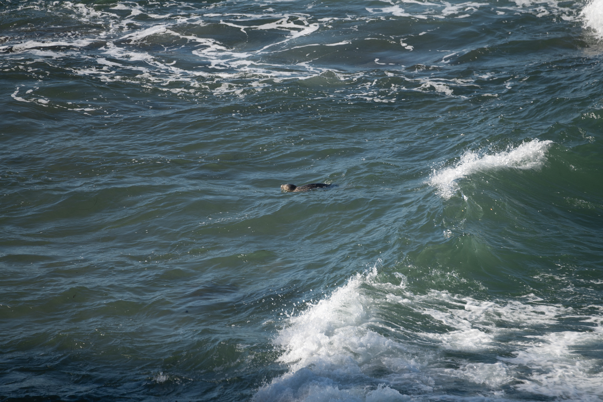 Shore Acres State Park - foca
