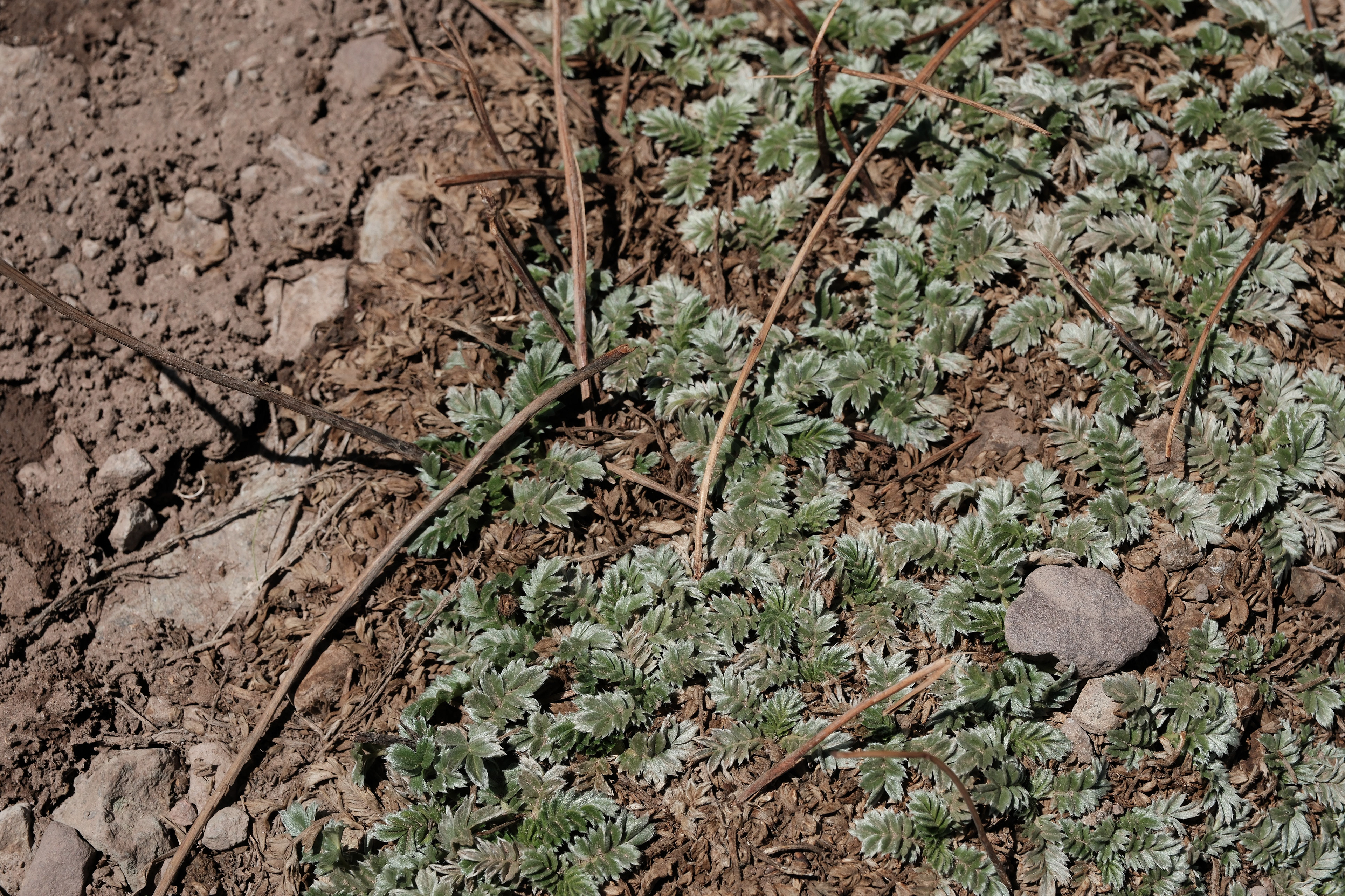 Parque Provincial Aconcagua