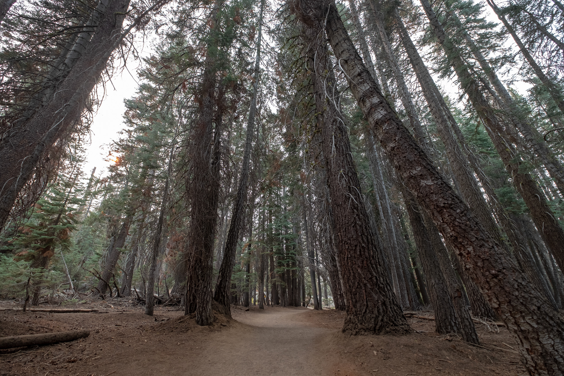 Yosemite - Trillo hacia Taft Point