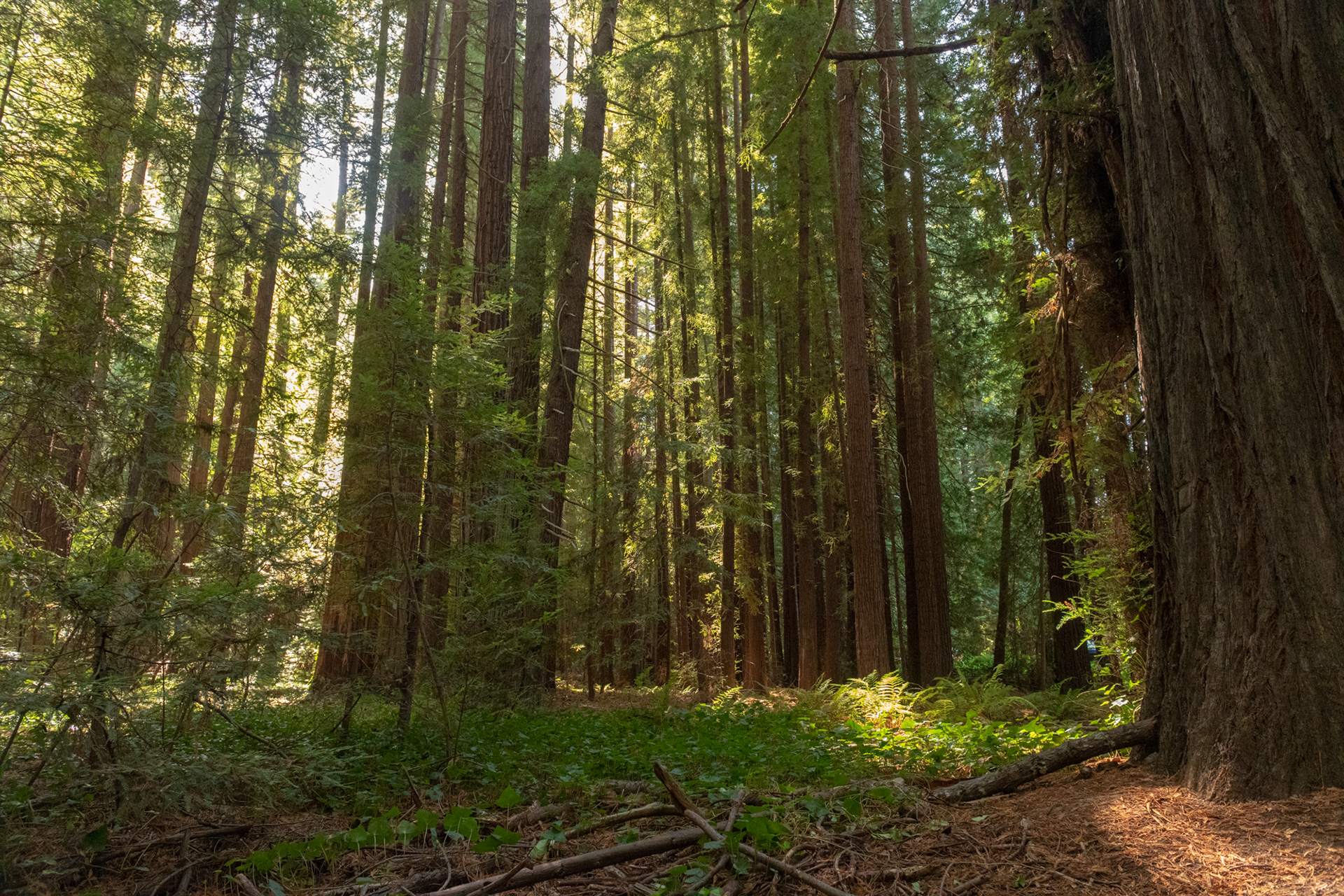  Humboldt Redwoods - Lane Grove - sequoias