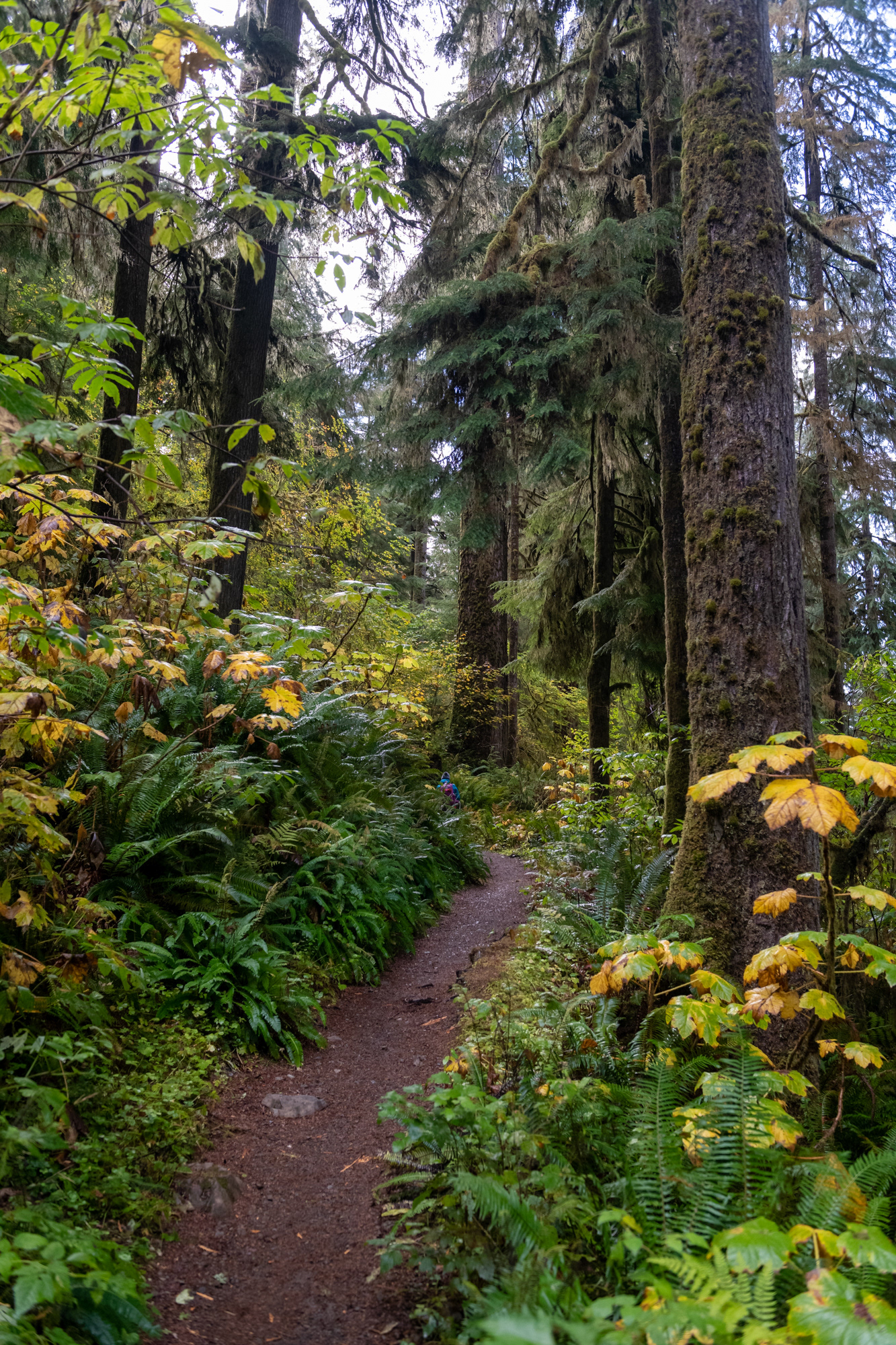Trillo Rainforest Nature - Lago Quinault, WA