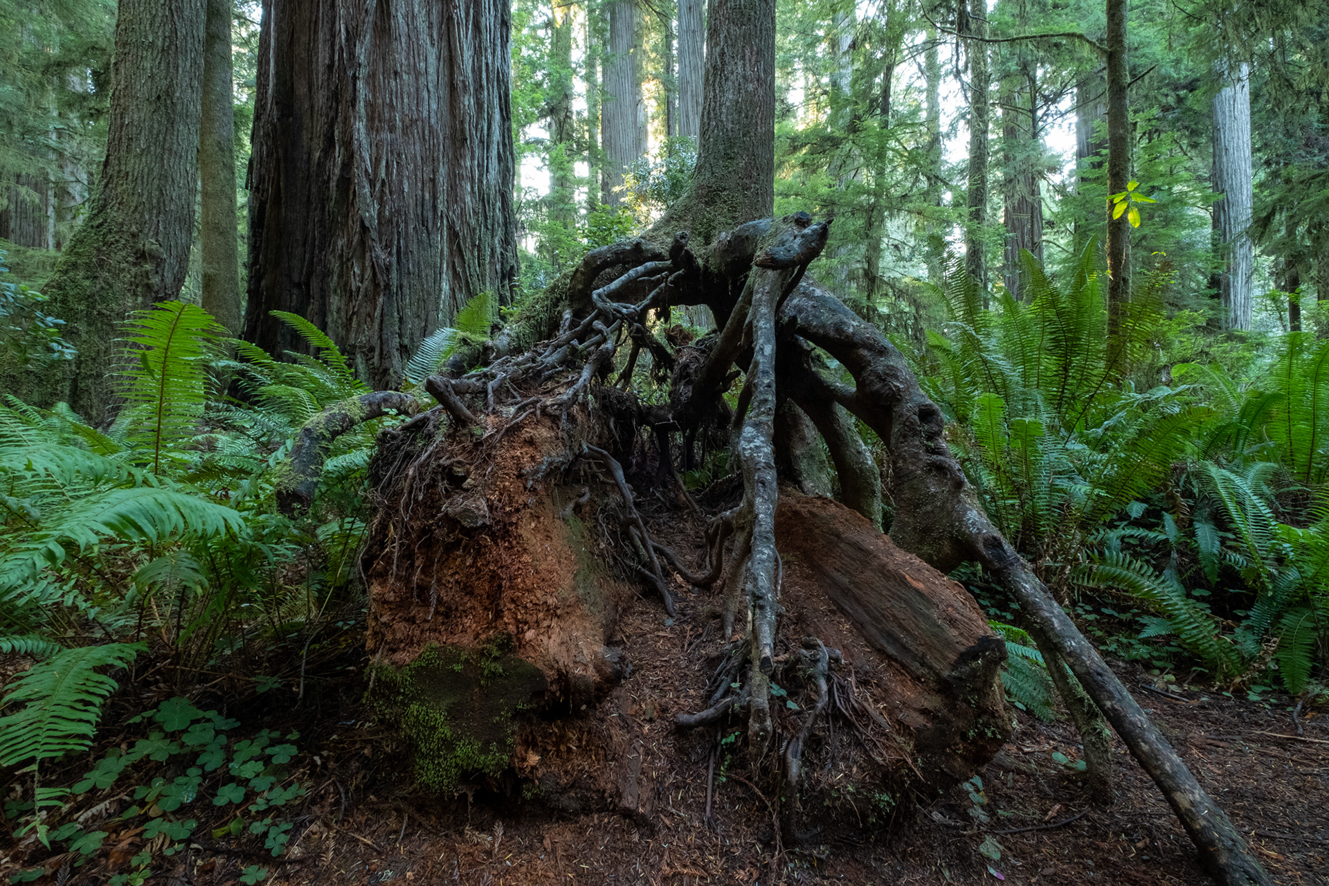 Jedediah Smith Reedwoods - trillo Simpson-Reed