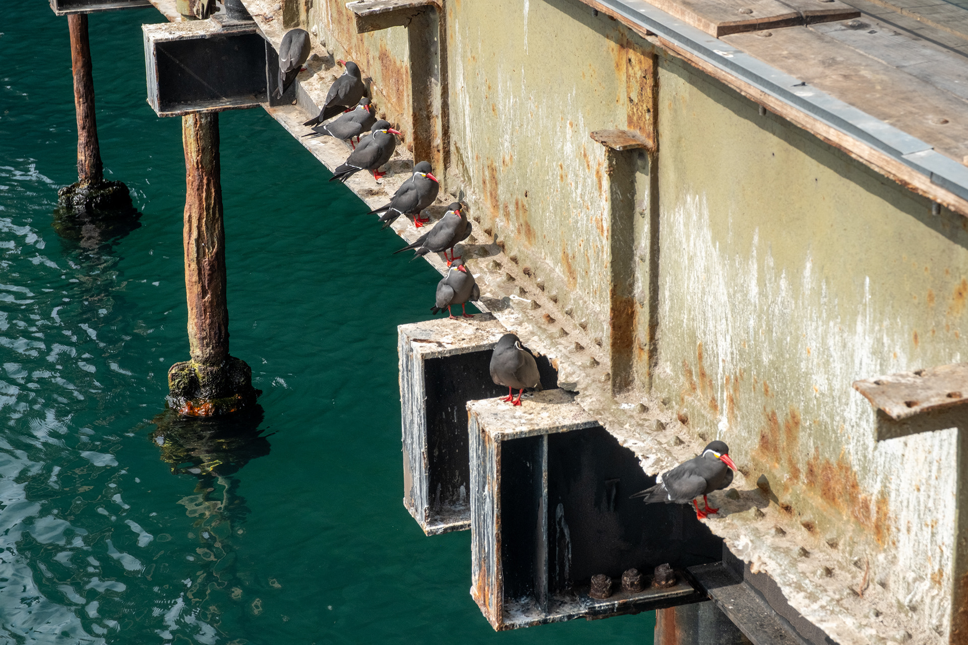 Muelle Salitrero Compañía Melbourne Clark - Antofagasta