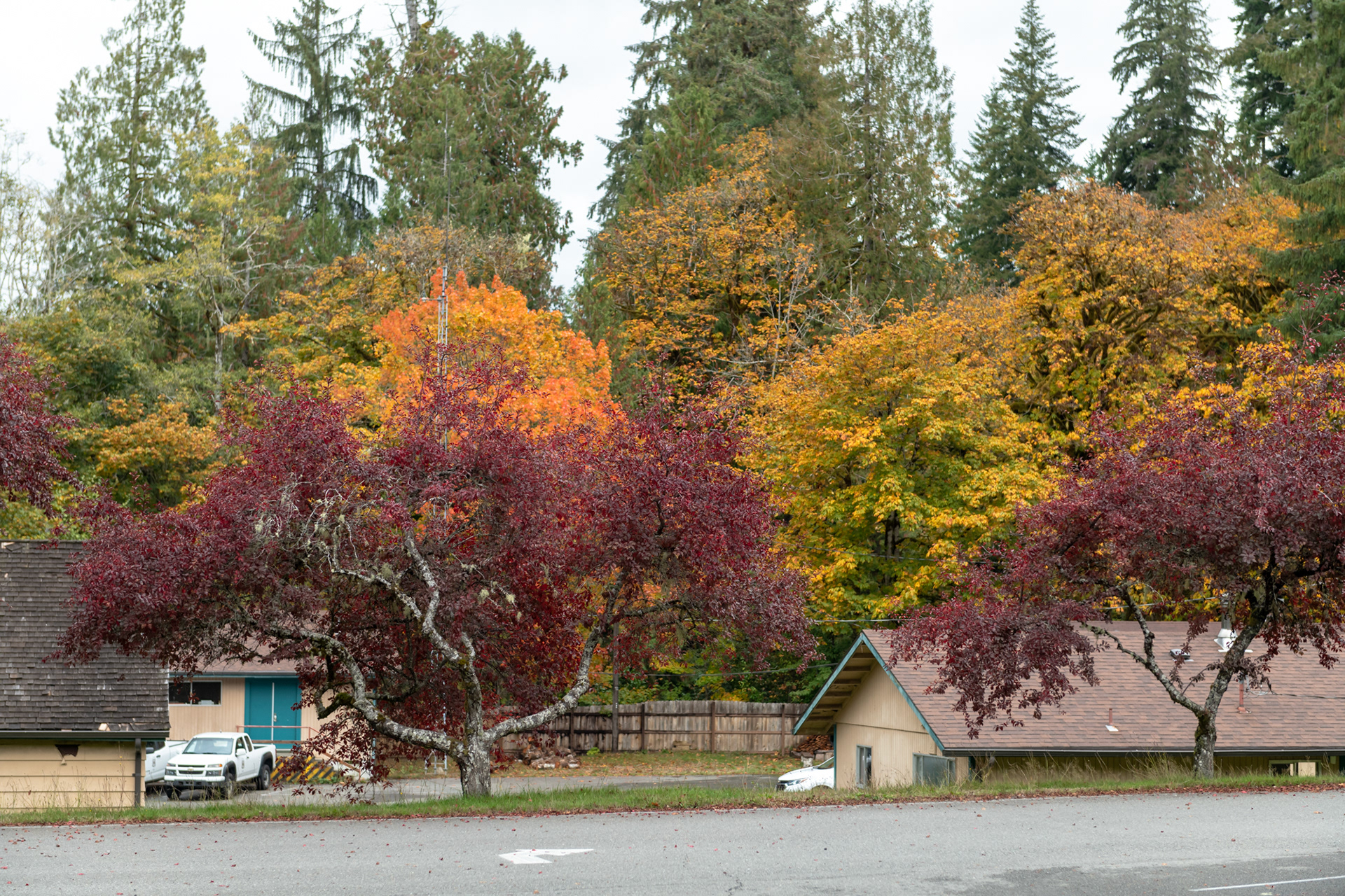 Lago Quinault - Olympic National Park, WA