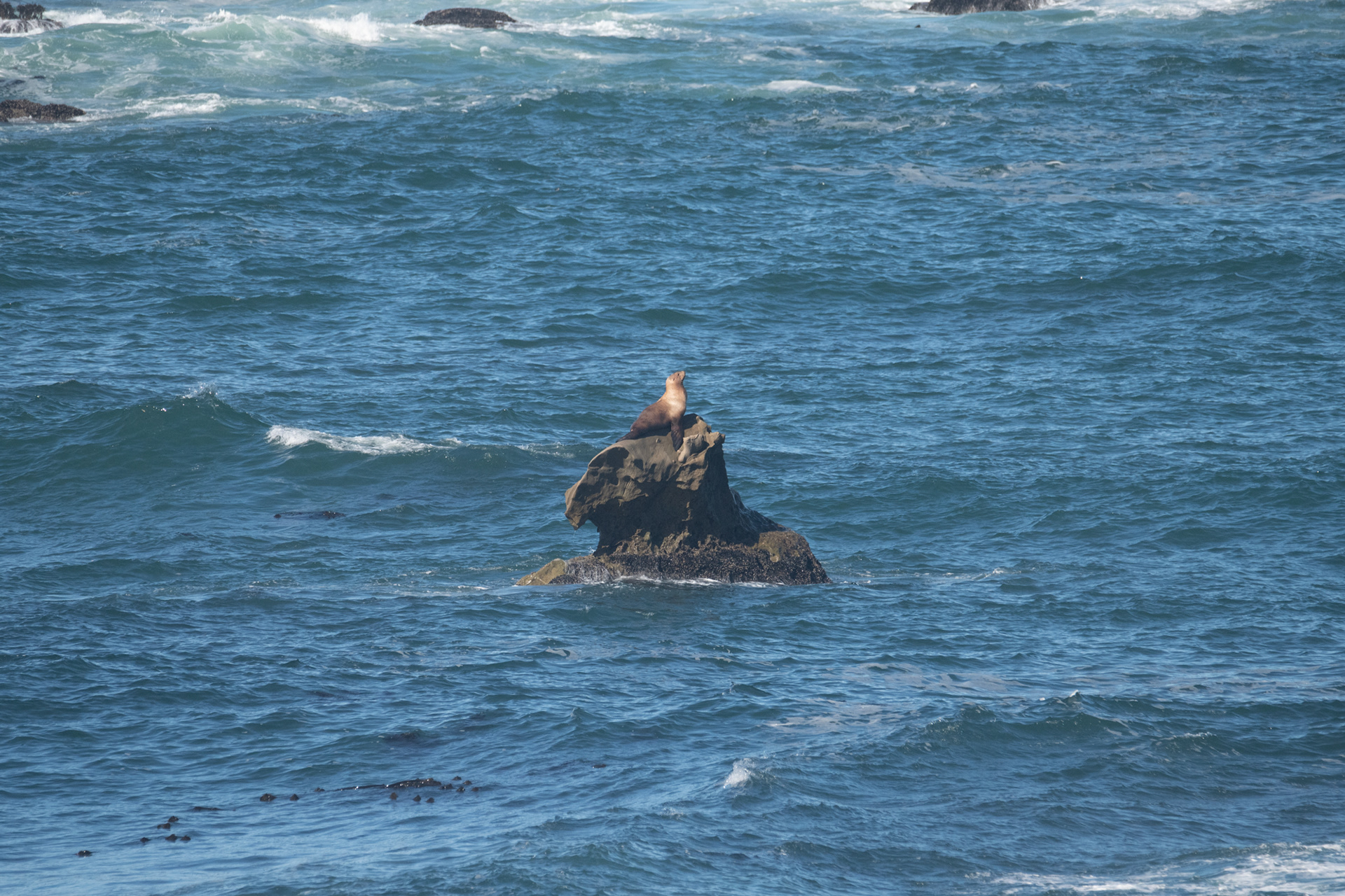 Shore Acres State Park - lobo marino