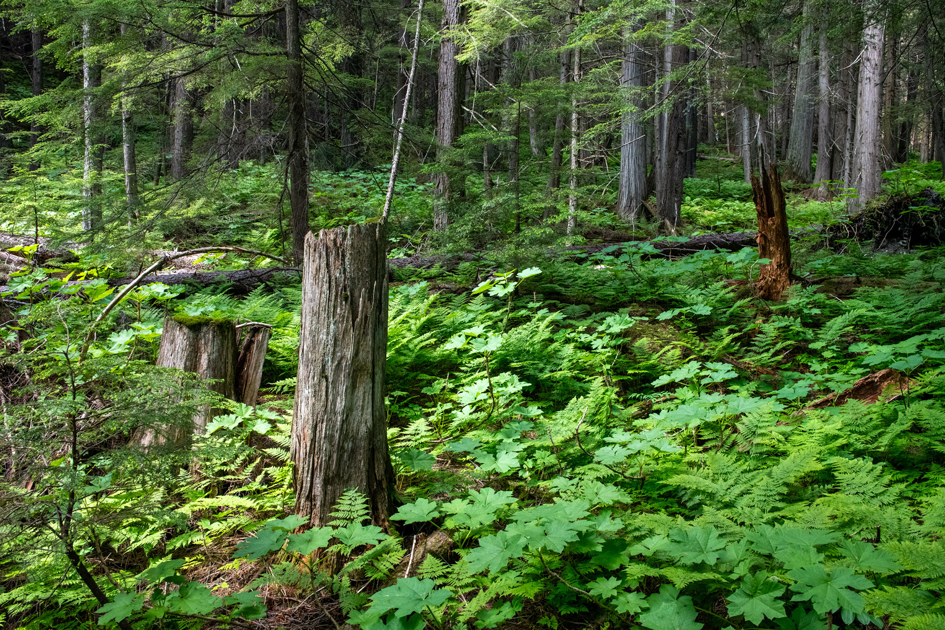 Hemlock Grove - bosque de Cedros