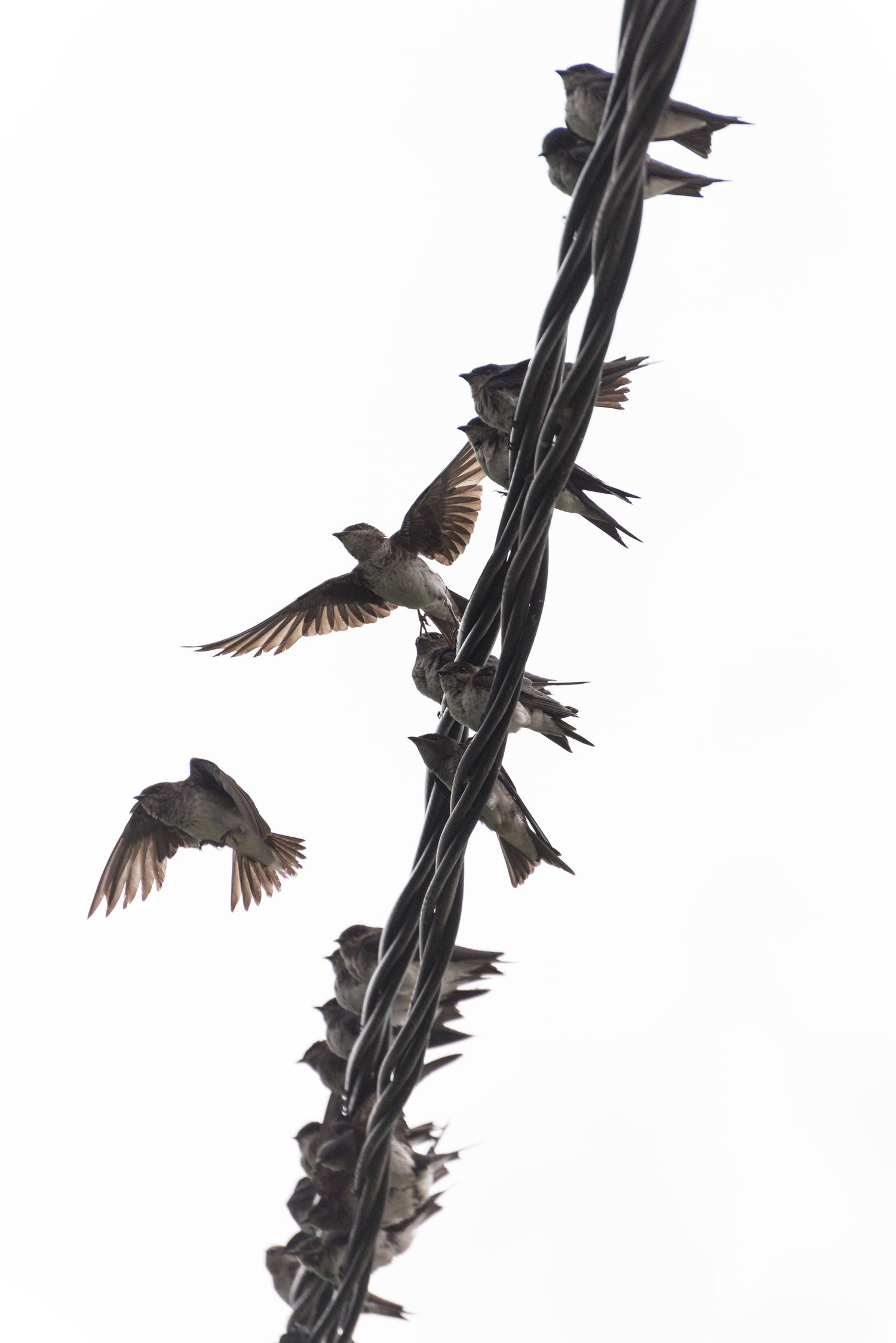 Swallows -Thousands of swallows taking shelter from the strong winds and storm, at Juan Lacaze's harbour, Colonia, Uruguay.