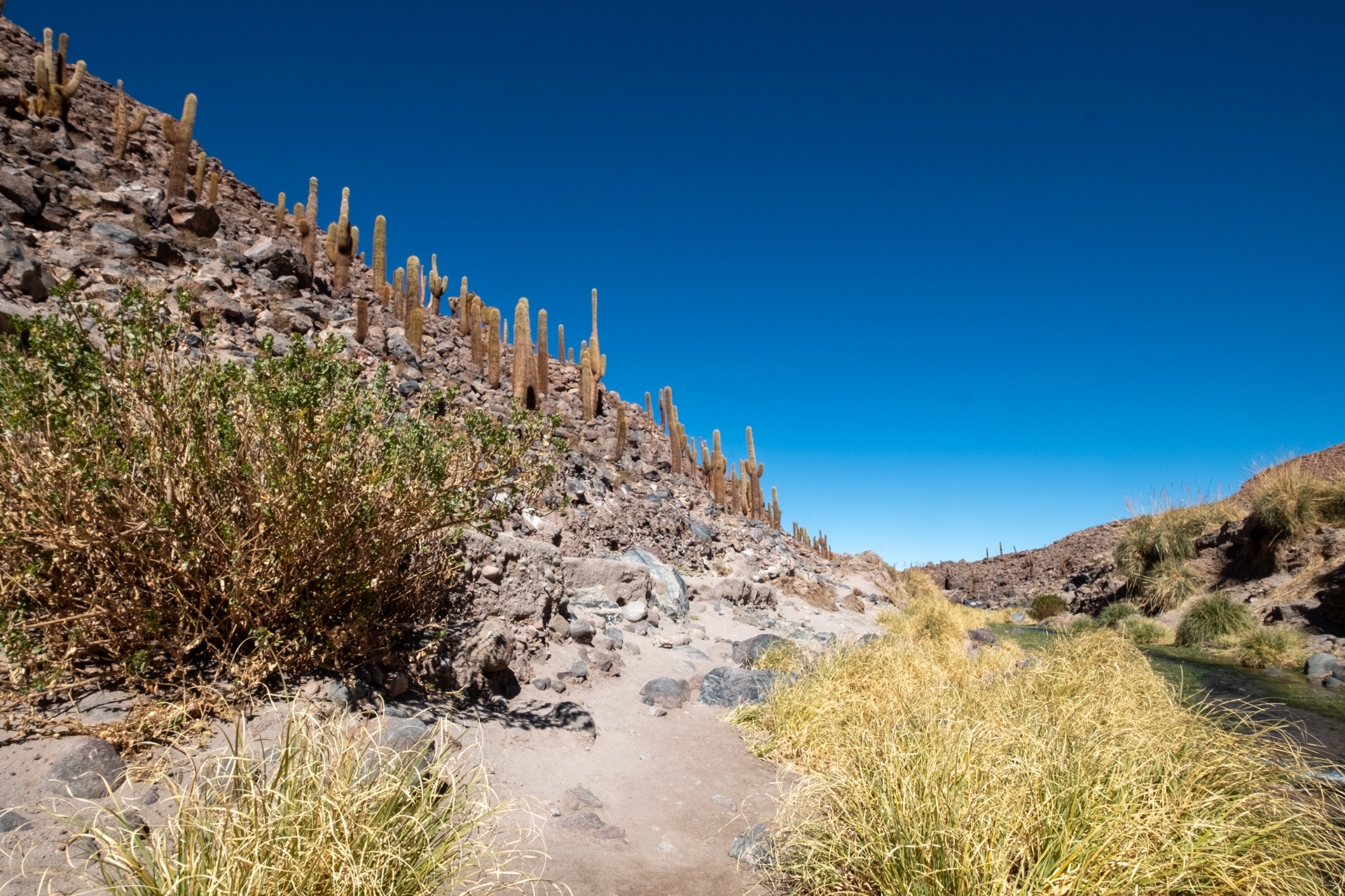 Valle de los Cactus
