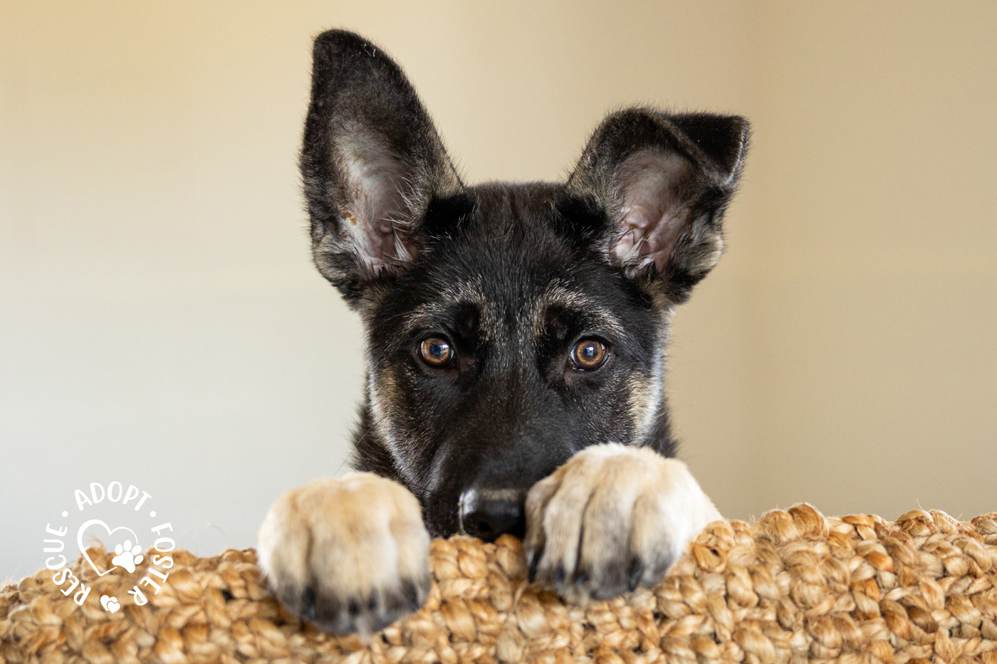 Shelter puppy photography - OHS
