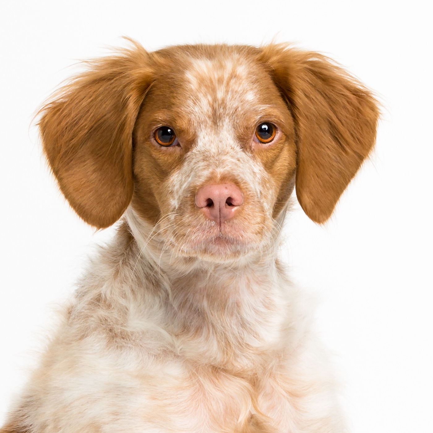 Doggie headshots
