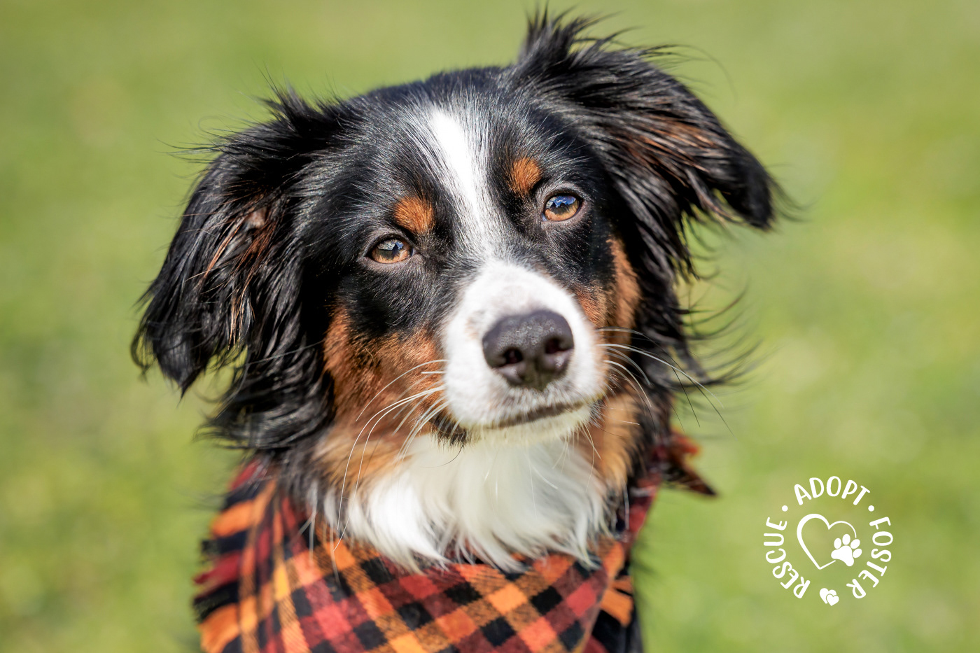 Shelter dog photography - OHS