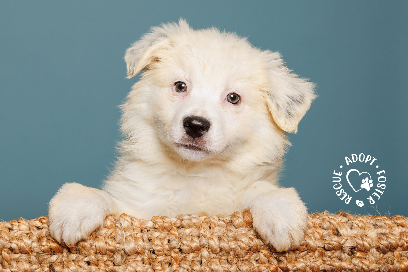 Shelter puppy photography - OHS