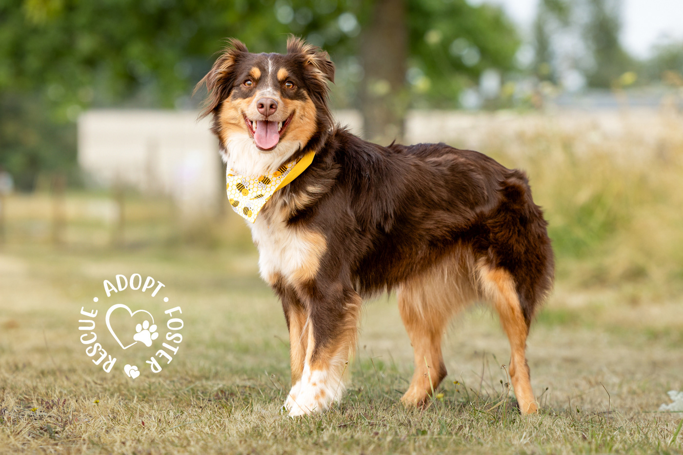 Shelter dog photography - OHS