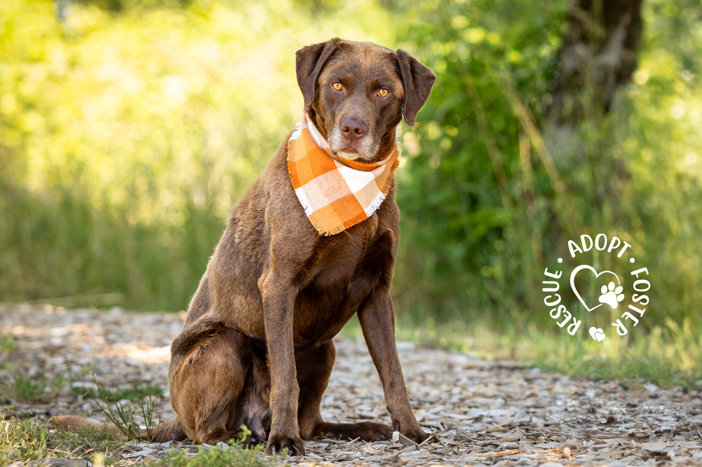 Shelter dog photography - OHS