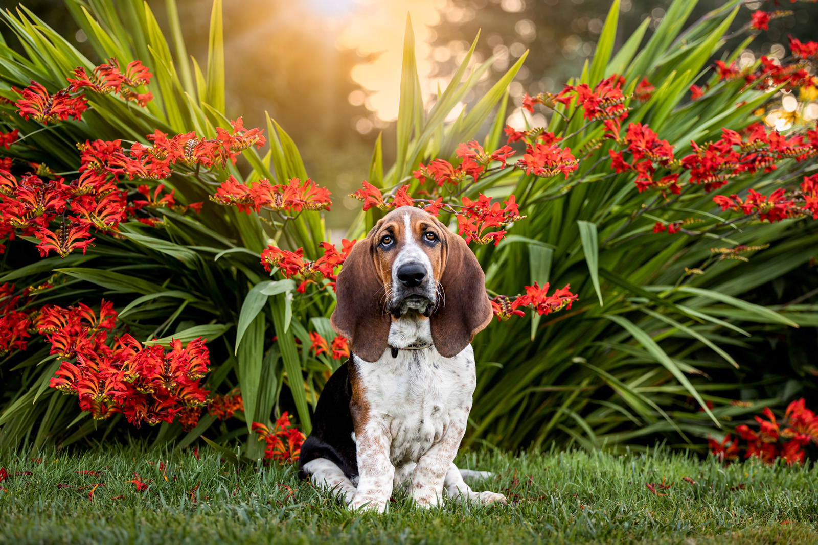 Hot summer nights with an adorable Basset Hound