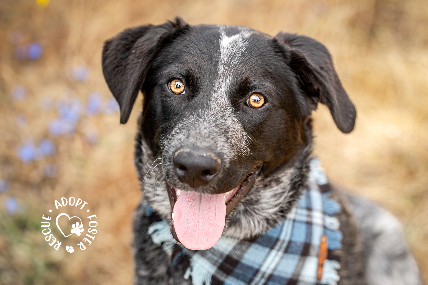 Shelter dog photography - OHS