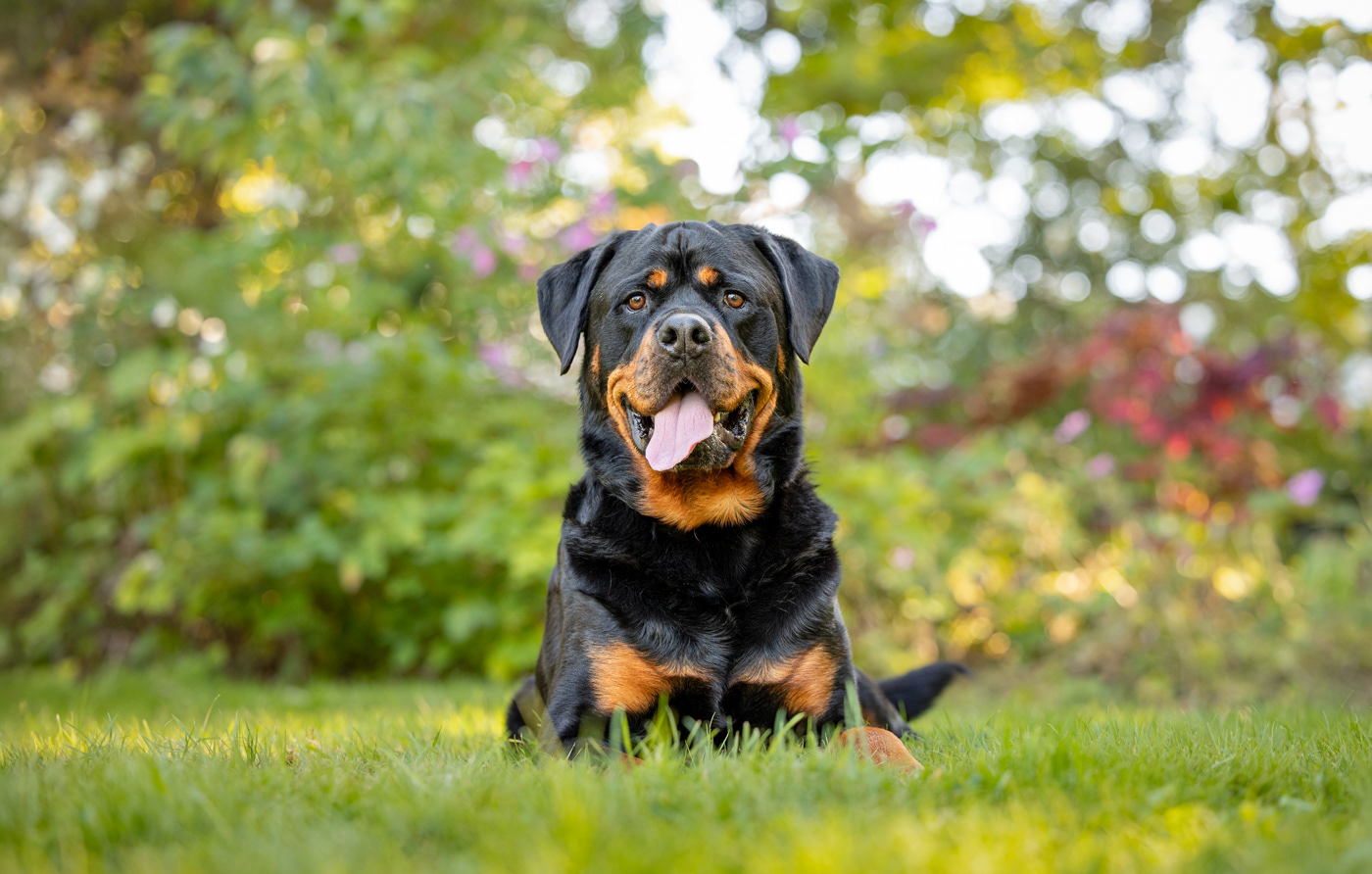 Dogs Days of Summer