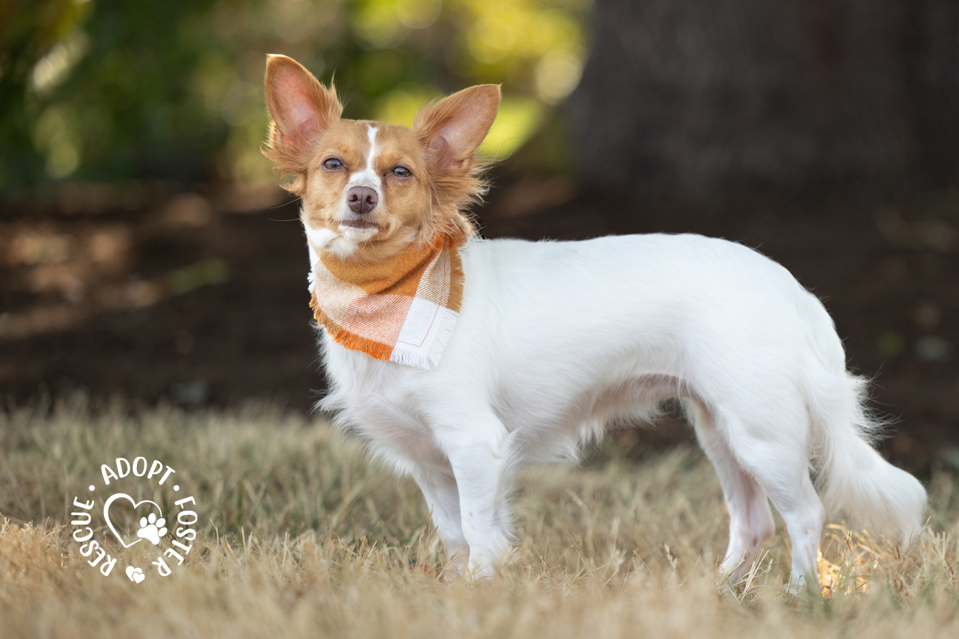Shelter dog photography - OHS