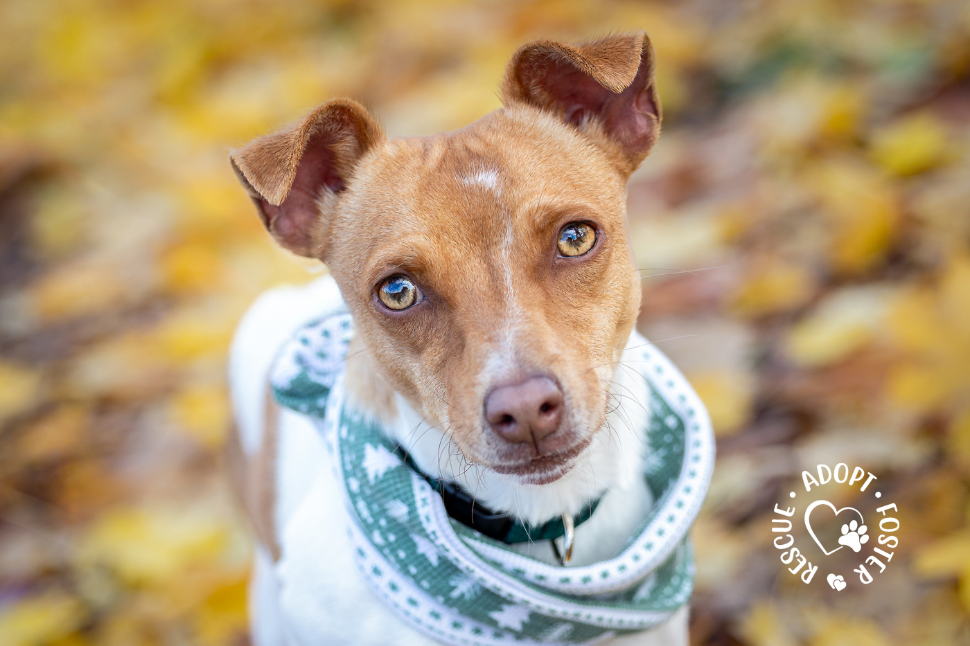 Shelter dog photography - OHS