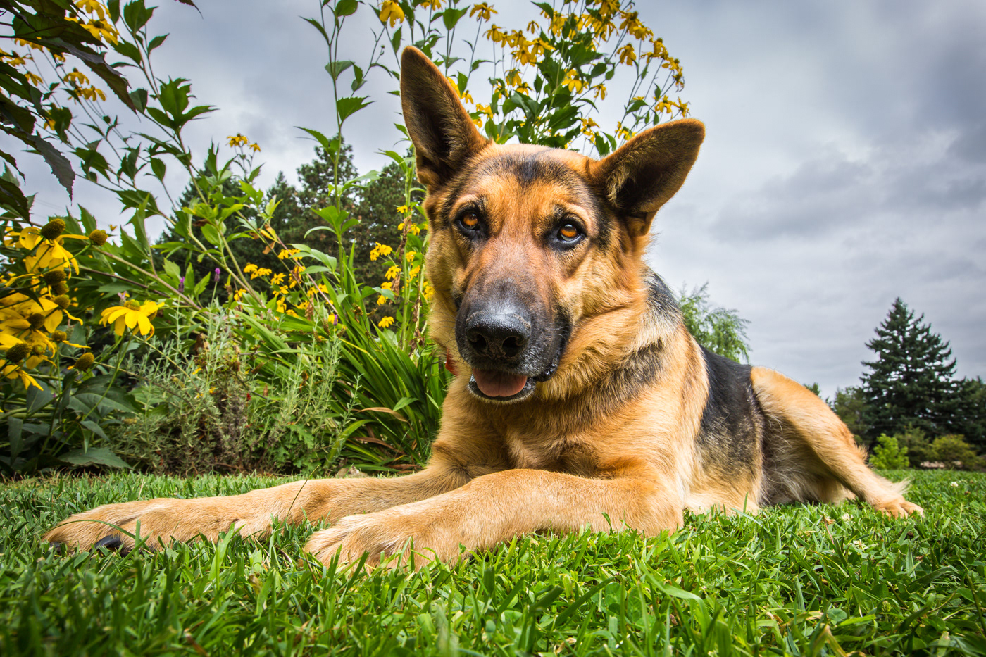 Resting on a beautiful summer day