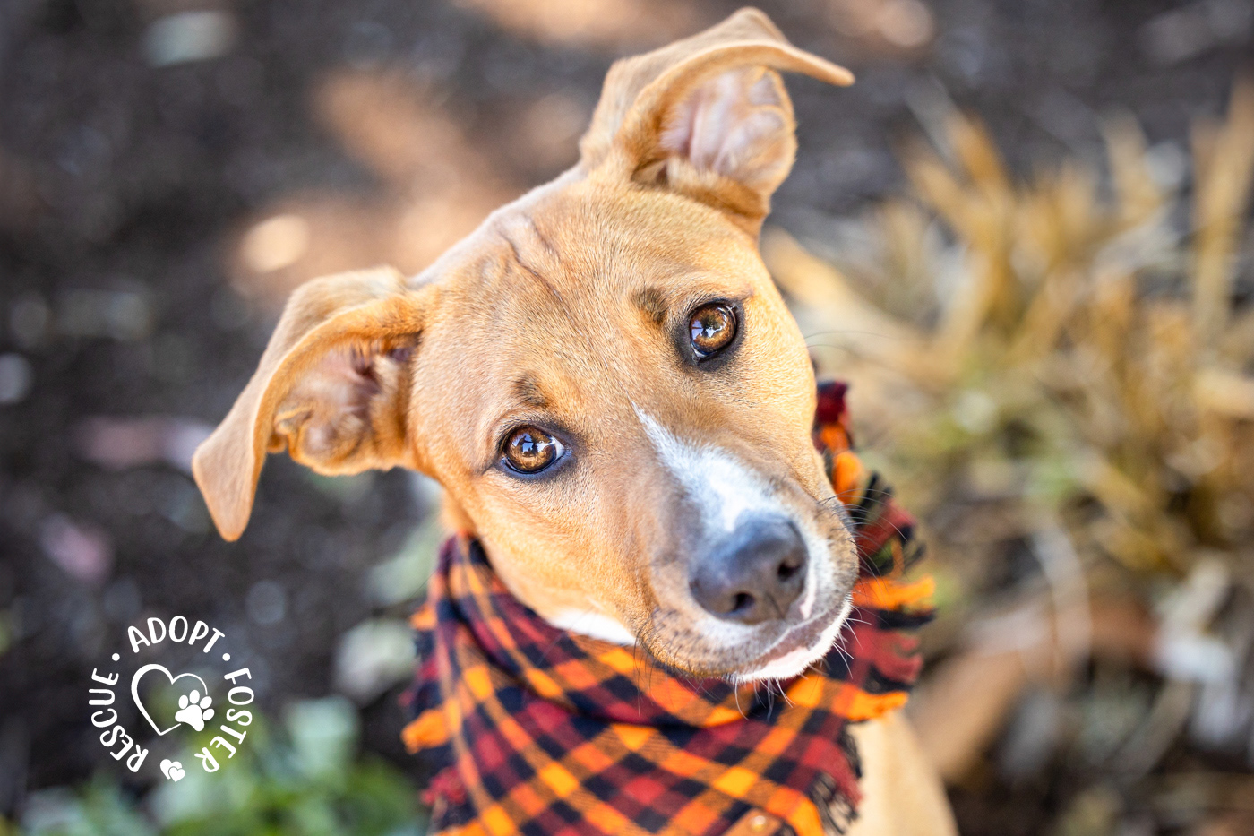 Shelter dog photography - OHS