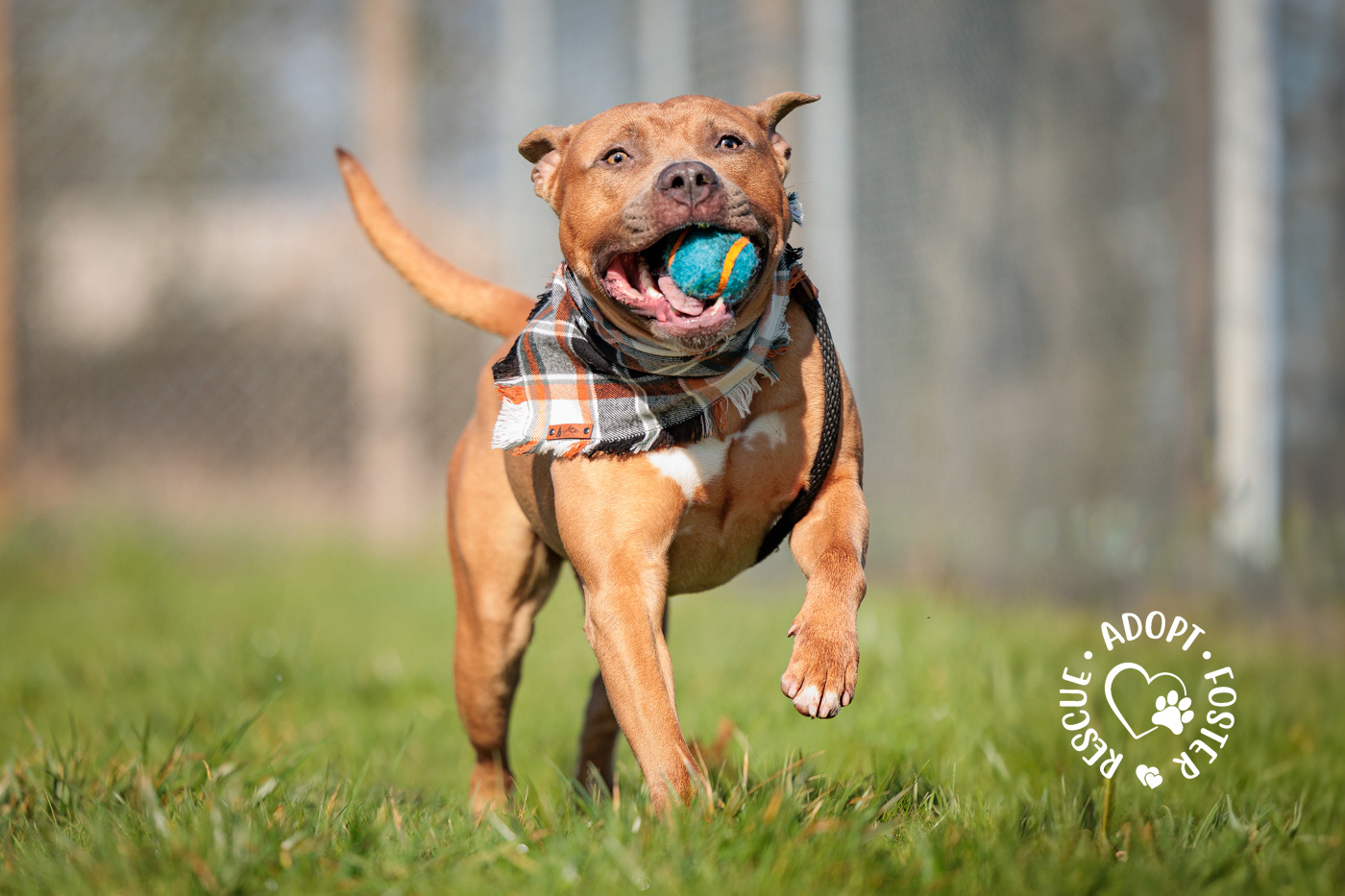 Playtime in the yard