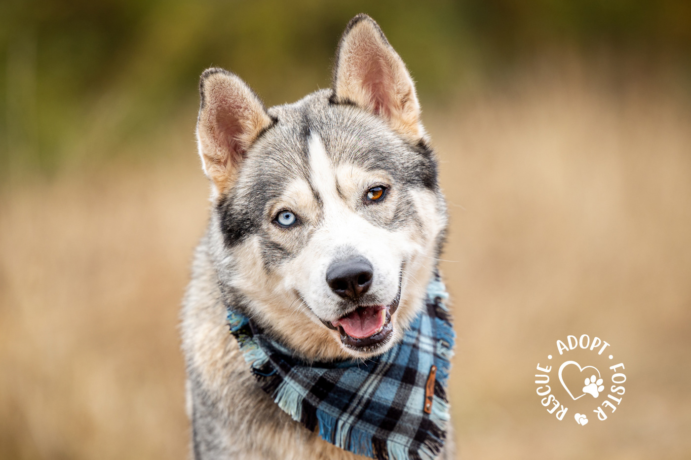 Shelter dog photography - OHS