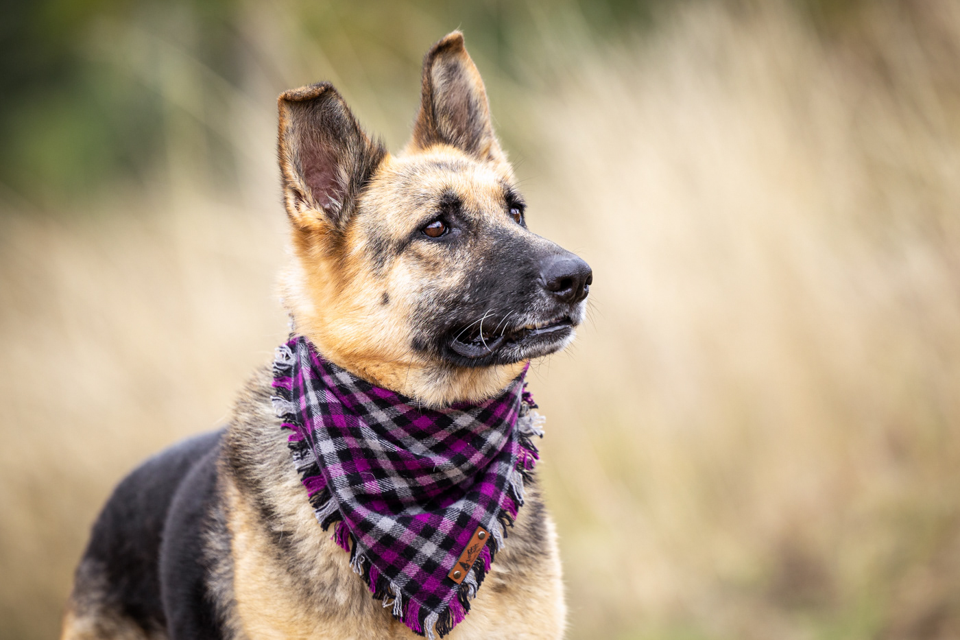 Shelter dog photography - OHS