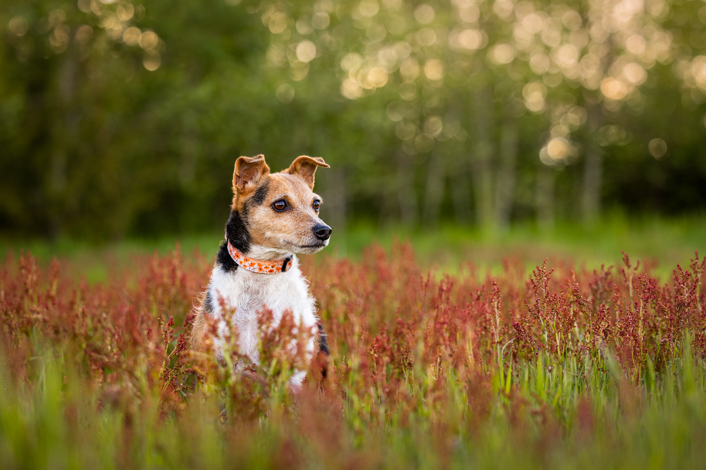 We adopted exuberant Leia, May 2020-April 2024...we miss you!