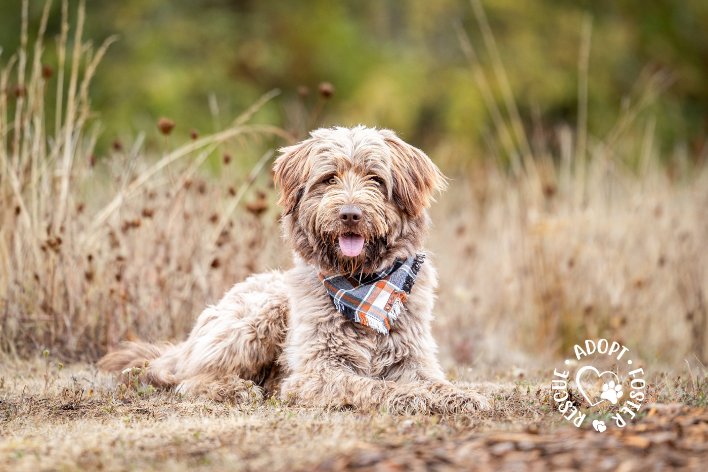 Shelter dog photography - OHS