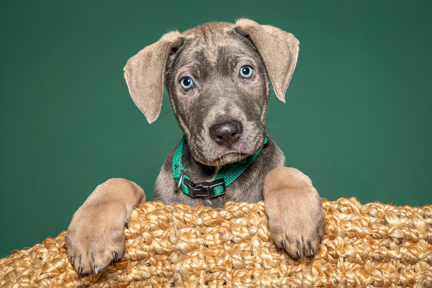 Puppy Love
