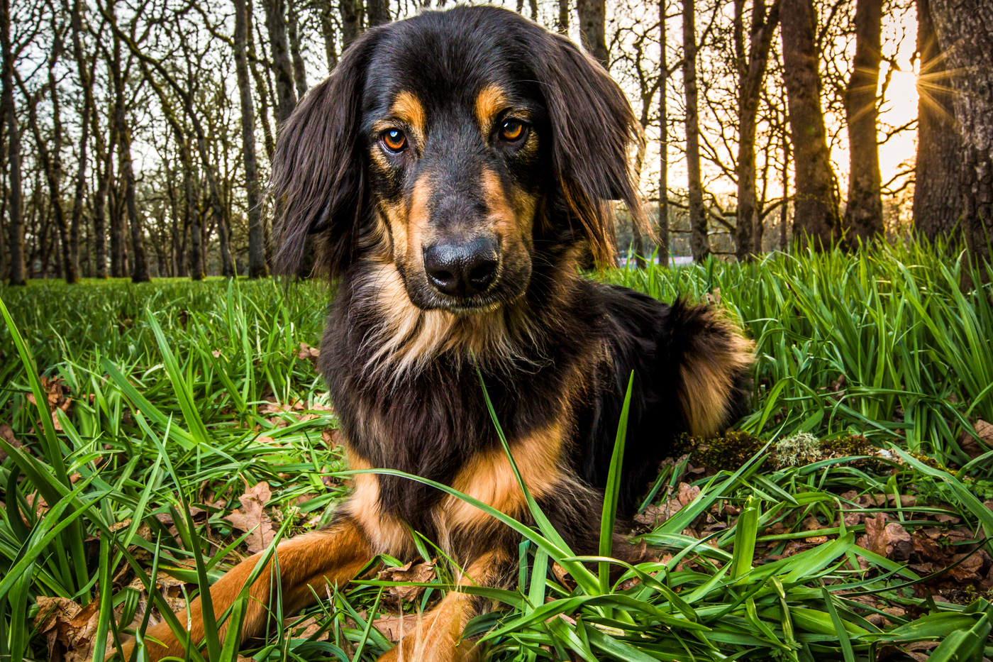 My very first try @ dog photography 3/2019 ...loved it!