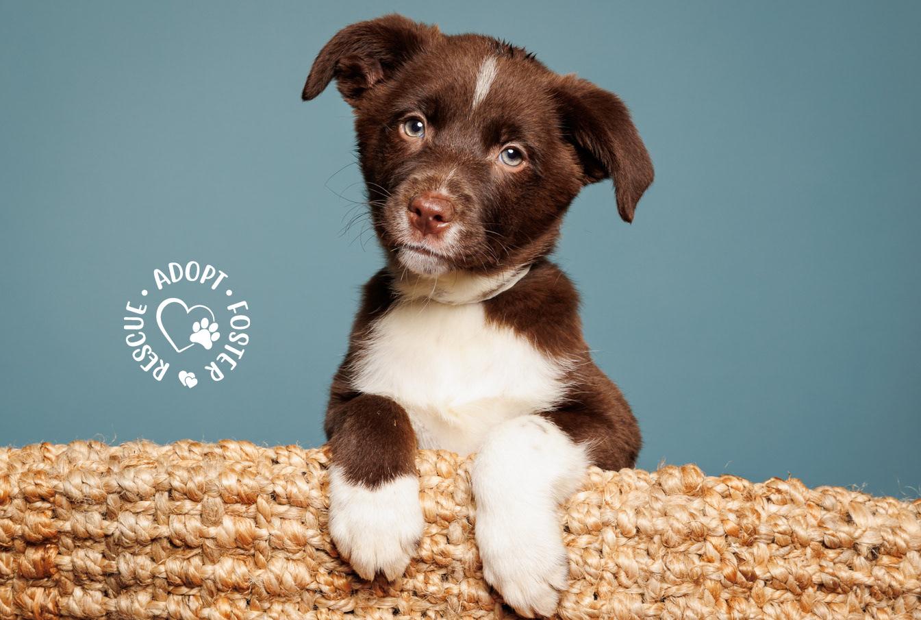 Shelter puppy photography - OHS