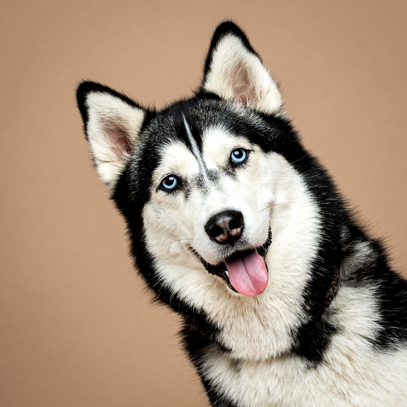 Gwen just can't stop smiling for her doggie headshot!