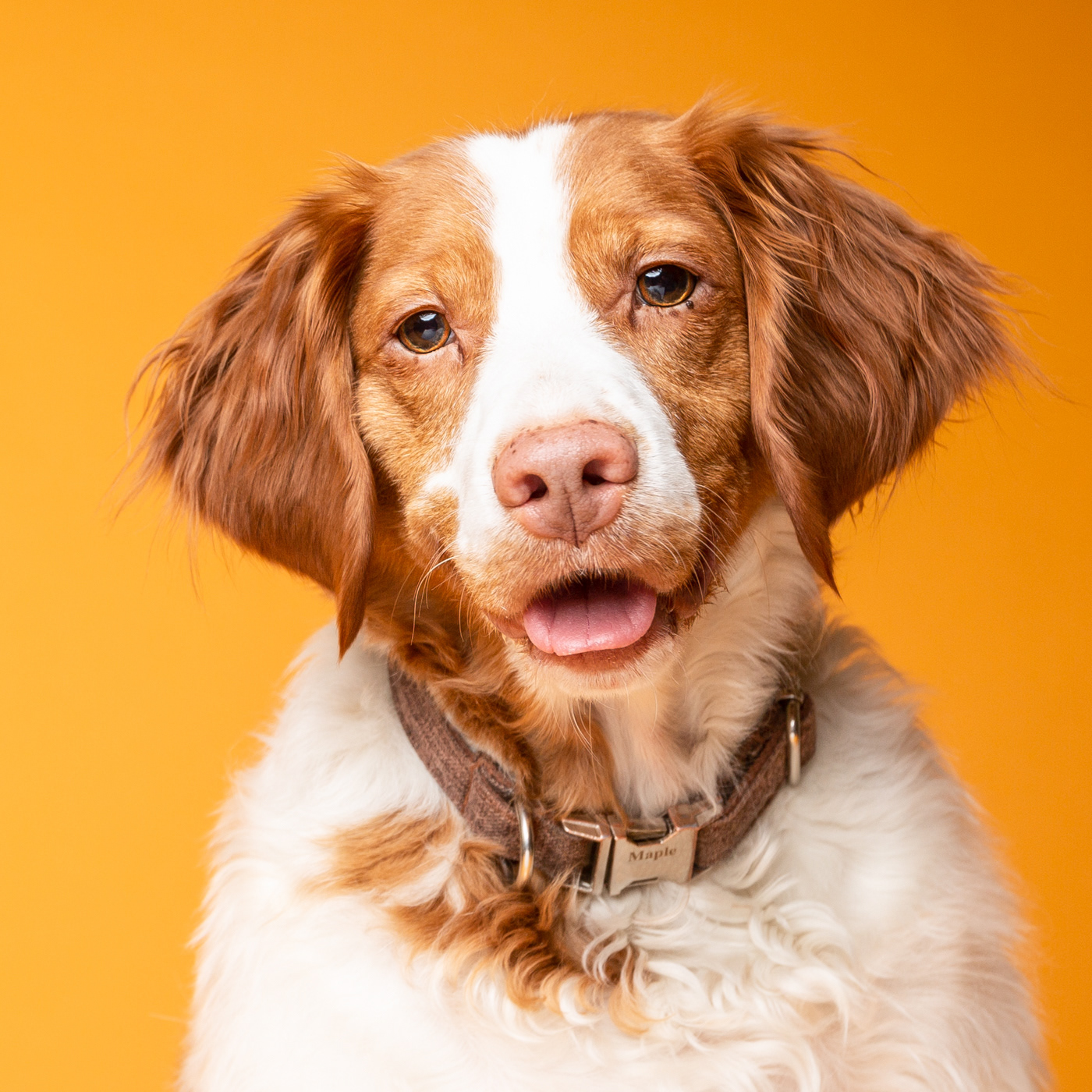 Doggie headshots