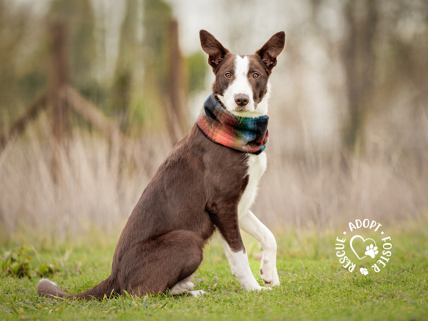 Shelter dog photography - OHS