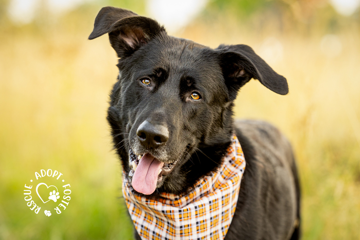 Shelter dog photography - OHS