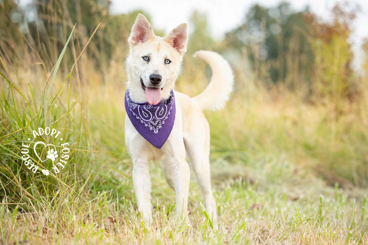 Shelter dog photography - OHS