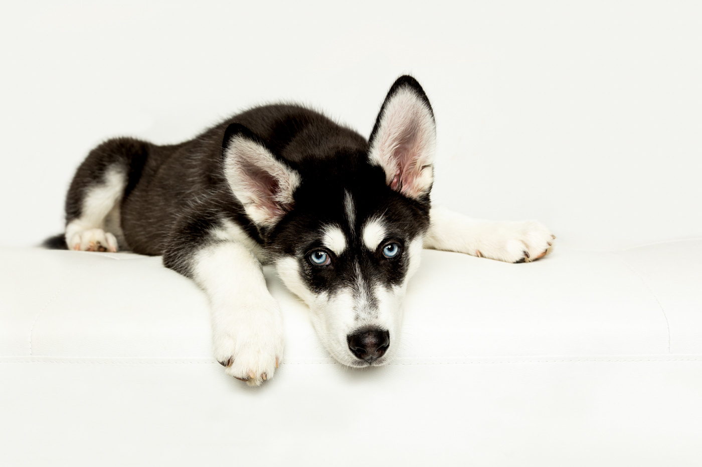 What a sweet 13-week pup