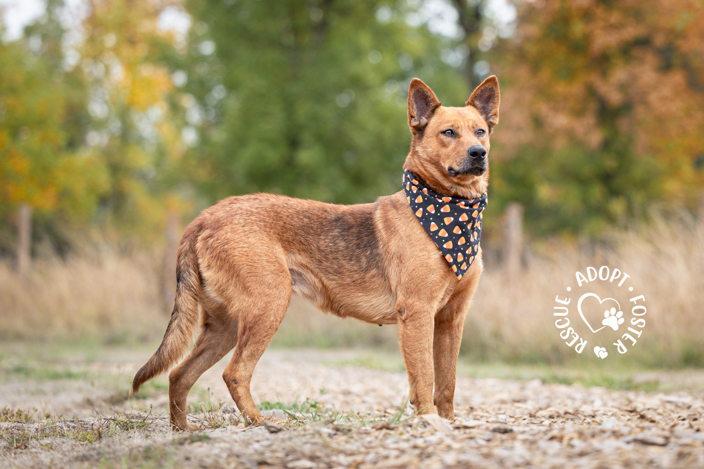 Shelter dog photography - OHS
